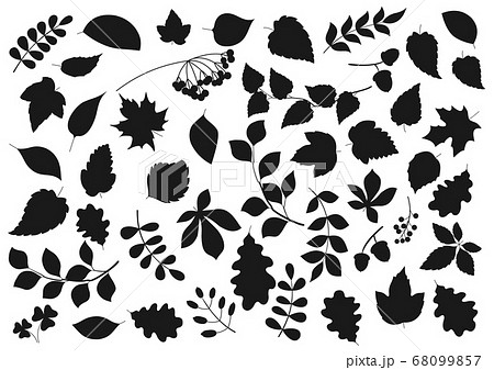 Leaf silhouettes, tree leaves and seeds icons Leaf silhouettes, tree leaves and seeds icons 68099857