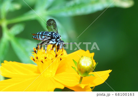 キバナコスモスの花を吸蜜するルリモンハナバチ 68100163
