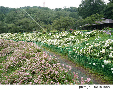 東京サマーランドのあじさい園 わんダフルネイチャービレッジ の写真素材