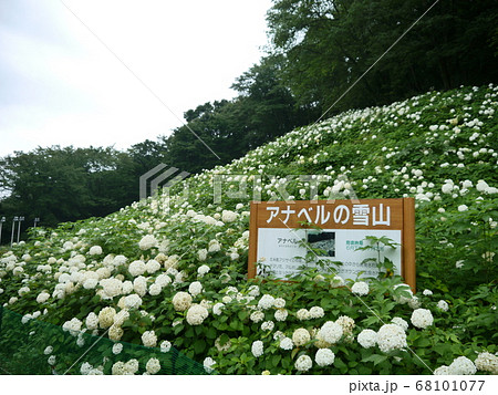 東京サマーランドのあじさい園 わんダフルネイチャービレッジ の写真素材