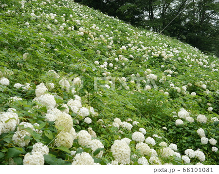 東京サマーランドのあじさい園（わんダフルネイチャービレッジ） 68101081