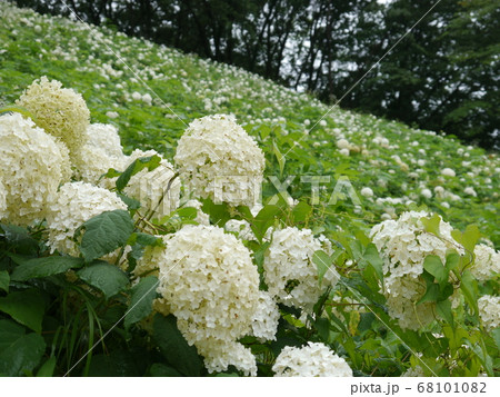 東京サマーランドのあじさい園 わんダフルネイチャービレッジ の写真素材
