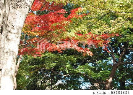 荻外荘公園の紅葉 68101332
