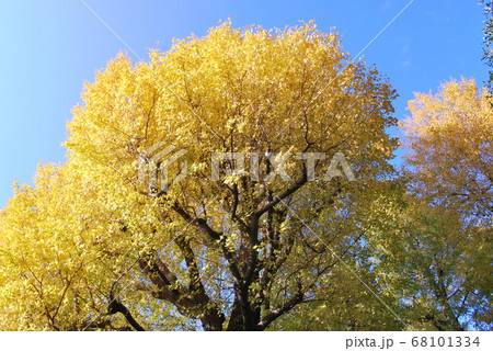 太田黒公園の銀杏　秋 68101334