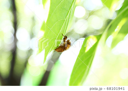 セミのぬけ殻　アブラゼミ 68101941