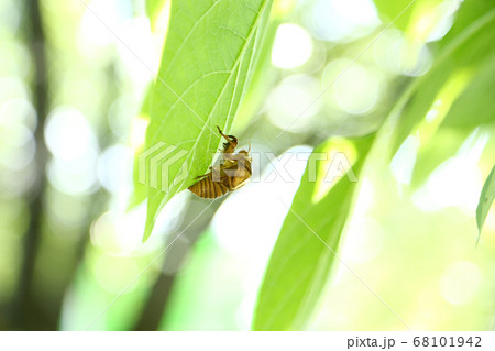 セミのぬけ殻　アブラゼミ 68101942