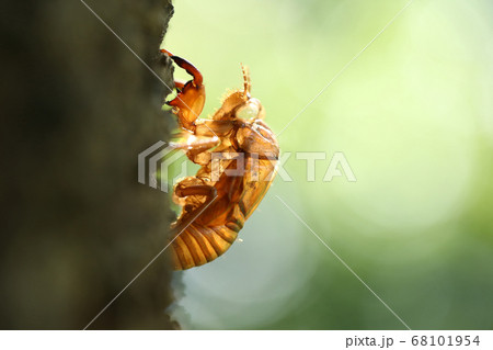 セミのぬけ殻　アブラゼミ 68101954