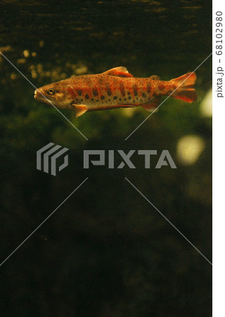 水中から撮られた全身が写ったヤマメ 68102980