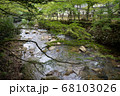 初夏の青い紅葉と小川の流れ 68103026