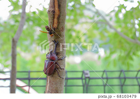 シマトネリコの樹液に集まるカブト虫とスズメバチの写真素材