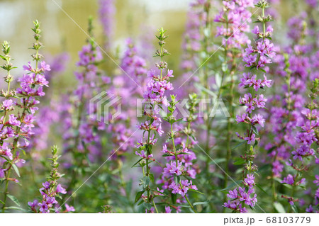 ミソハギの花 68103779