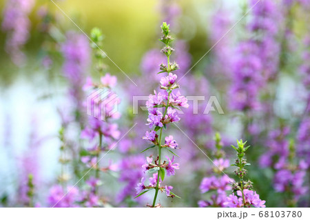ミソハギの花 68103780