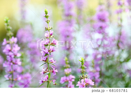 ミソハギの花 68103781