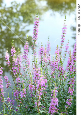 ミソハギの花 池のほとり ミソハギの花 池のほとり 68103782