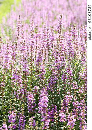 ミソハギの花 68103786