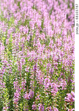 ミソハギの花の写真素材