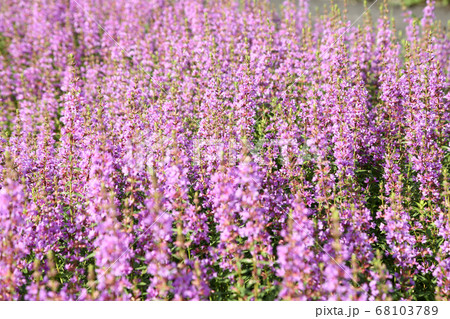 ミソハギの花 ミソハギの花 68103789