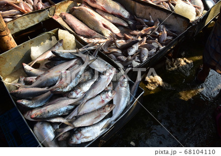 バングラデシュの首都のダッカ 線路沿いの魚市場 働く男達と新鮮な魚のクローズアップ写真 バングラデシュの首都のダッカ 線路沿いの魚市場 働く男達と新鮮な魚のクローズアップ写真 68104110