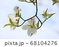 ハナミズキ 68104276
