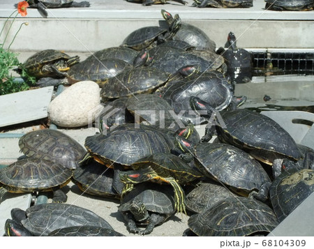 ミドリガメ(アカミミガメ)のタワー ミドリガメ(アカミミガメ)のタワー 68104309