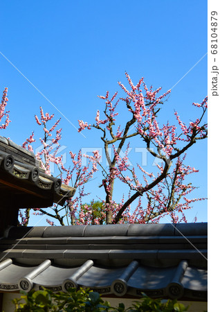 待ちわびた春の日に、旧家の庭で咲く桃の花が、青空に映えている 68104879