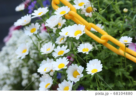 花 花 68104880