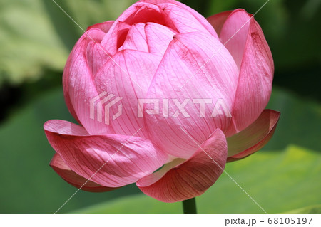 横浜三渓園の蓮クローズアップ 68105197