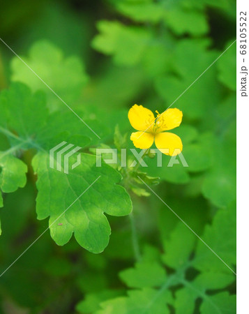 クサノオウ クサノオウ 68105522