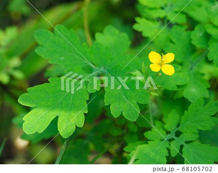 クサノオウ 68105702