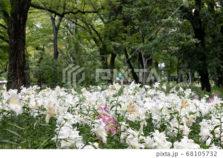 都会の公園にいっぱい咲くユリの花 東京都千代田区 日本 都会の公園にいっぱい咲くユリの花 東京都千代田区 日本 68105732