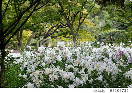 都会の公園にいっぱい咲くユリの花 東京都千代田区 日本 都会の公園にいっぱい咲くユリの花 東京都千代田区 日本 68105733