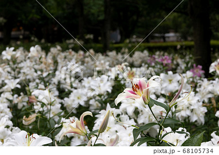 都会の公園にいっぱい咲くユリの花 東京都千代田区 日本 都会の公園にいっぱい咲くユリの花 東京都千代田区 日本 68105734