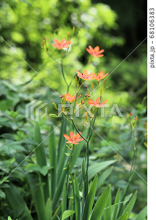 ヒオウギの花 ヒオウギの花 68106383