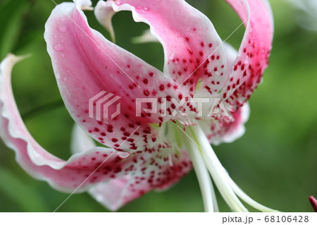カノコユリの花 カノコユリの花 68106428