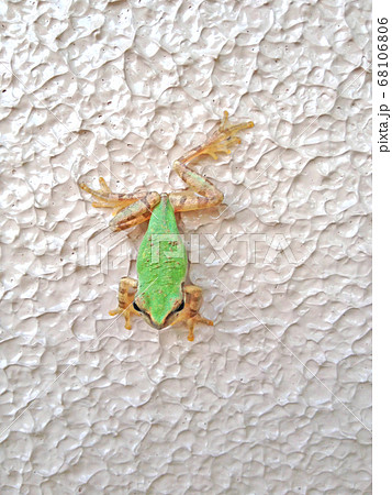 白壁に映えるアマガエルさん 68106806