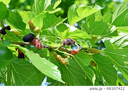 桑の実 68107422