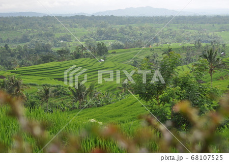 バリ島の世界遺産の風景　ジャティルイ(Jatiluwih Rice Terrace) 68107525