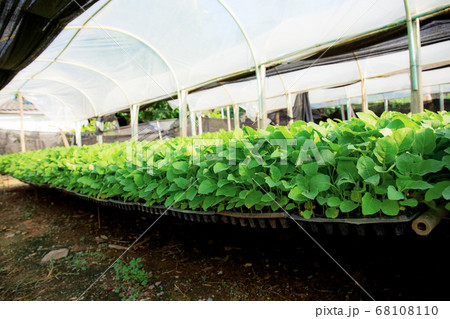 Organic vegetable on plots. Organic vegetable on plots. 68108110