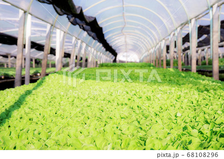 Organic vegetable growing house. Organic vegetable growing house. 68108296