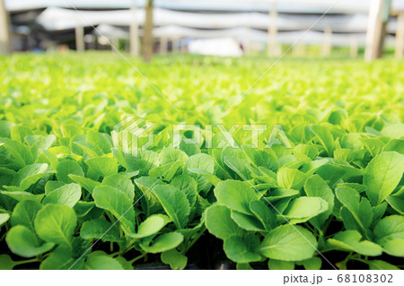 Green leaves of organic vegetable. 68108302