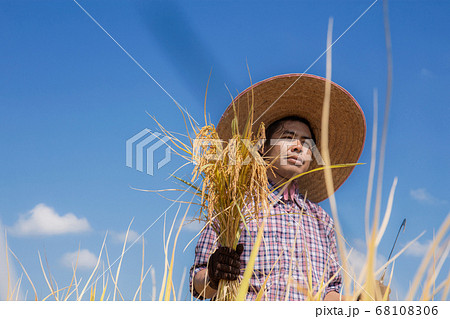 Farmers are harvesting rice. Farmers are harvesting rice. 68108306