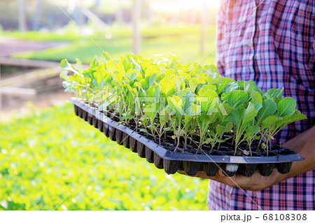 Gardeners carrying organic vegetable trays. 68108308