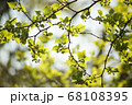 葉　緑　自然 68108395