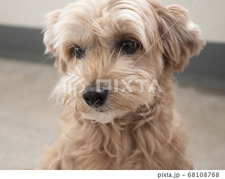 じっと座って見つめるかわいいアプリコットの小型犬 トイプードル マルプー の写真素材
