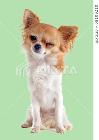 wink of chihuahua wink of chihuahua 68109210