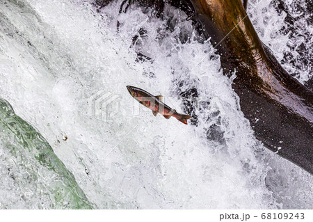 サクラマスの滝登り サクラマスの滝登り 68109243