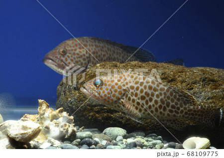 オオモンハタ若魚 ハタの写真素材