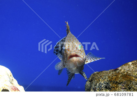 オオモンハタ若魚 正面顔 ハタの写真素材
