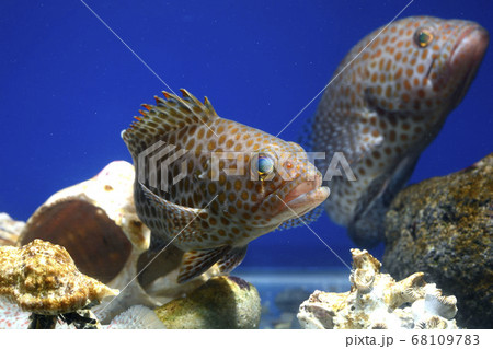 オオモンハタ若魚　ハタ 68109783