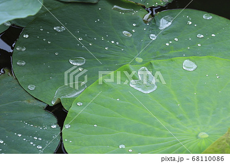 ハスの葉と水滴 68110086